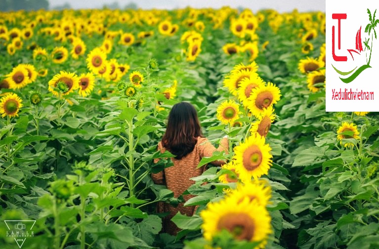 https://localtouristmuine.com/cho-thue-xe-tu-da-nang-di-nghe-an-vinh/ Canh Dong Huong Duong