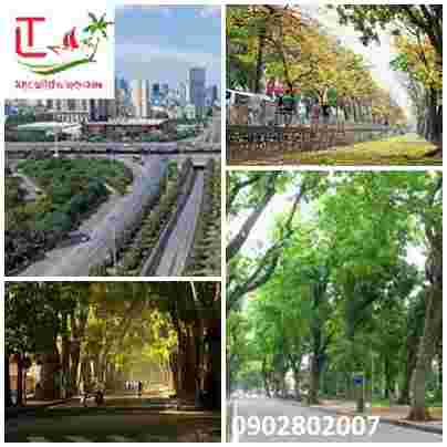 https://localtouristmuine.com/gia-cho-thue-xe-oto-tu-da-nang-di-ha-noi/ Phố đi Bộ Hà Nội