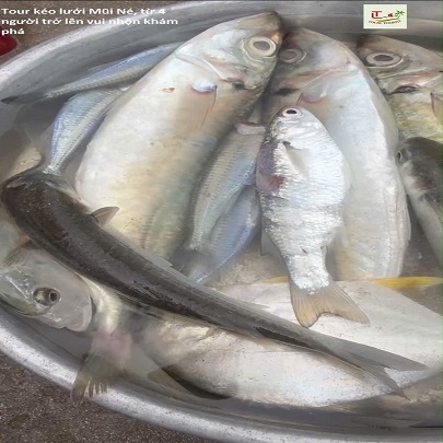 tour keo luoi 2