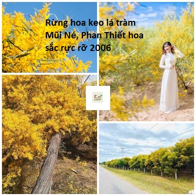 Rừng hoa keo lá tràm Mũi Né